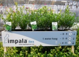 www.impalaplants.com